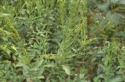 Scrophularia níngpoensis Hemsl